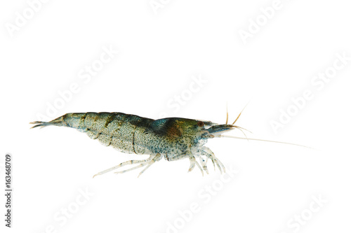 live shrimp