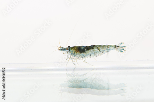 live shrimp