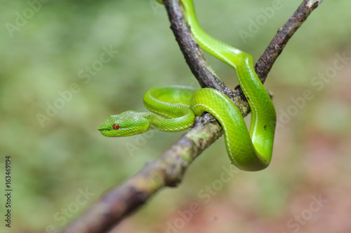 Green Pit Viper dangerous snake in Thailand and Southeast Asia.