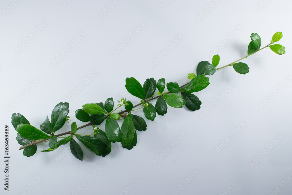 Naklejka Green leaf of Duranta repens Tree Isolated