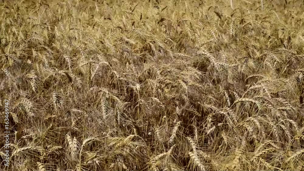 Ripe ears of wheat sway in the wind Ripe ears of wheat sway in the wind
