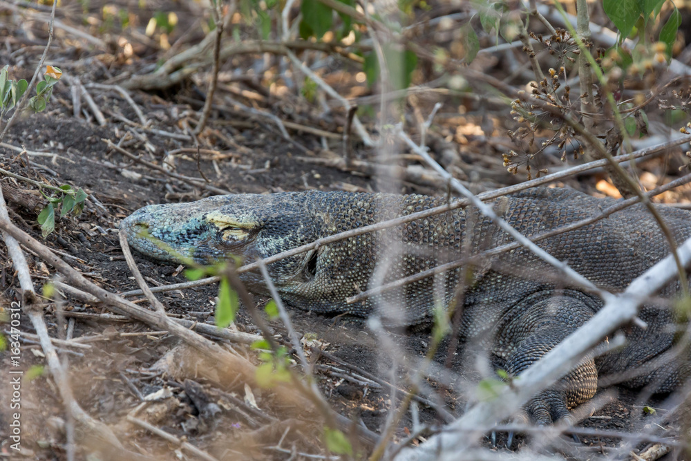 Naklejka premium Komodowaran (Varanus komodoensis)
