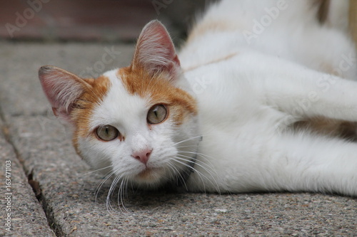 Canvas Print A wild cat captured on camrera.
