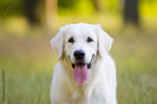 golden retriever dog