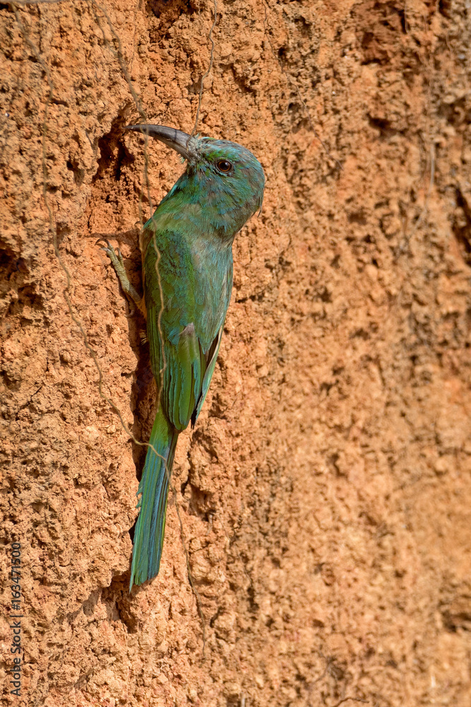 blue-bearded bee-eater (Nyctyornis athertoni) on breeding season in Khao Yai National Park, Thailand