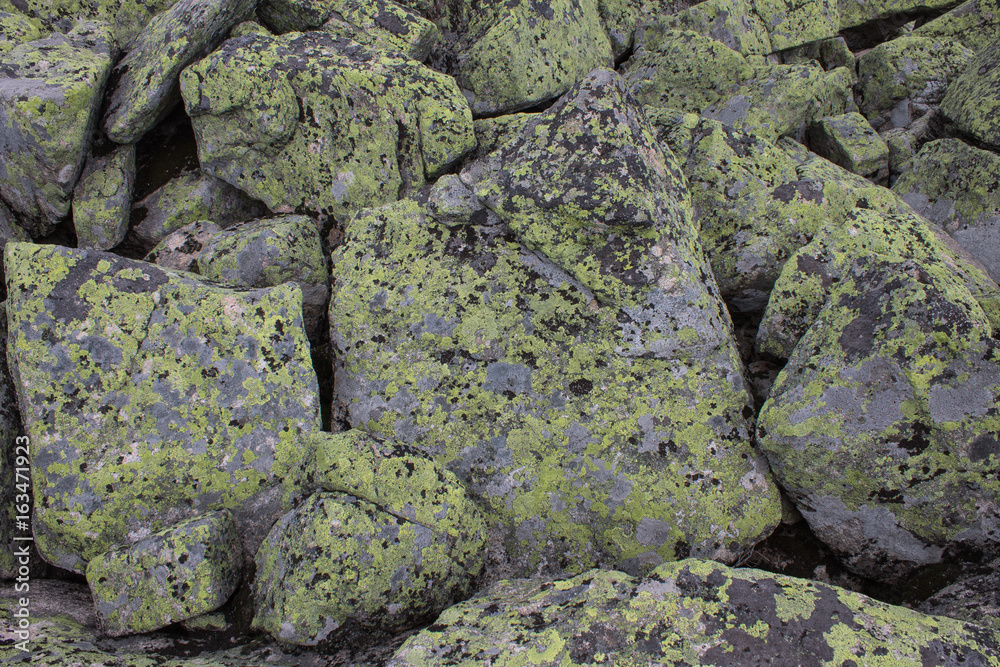 Mountain stones of gray and green and yellow flowers on the rock 