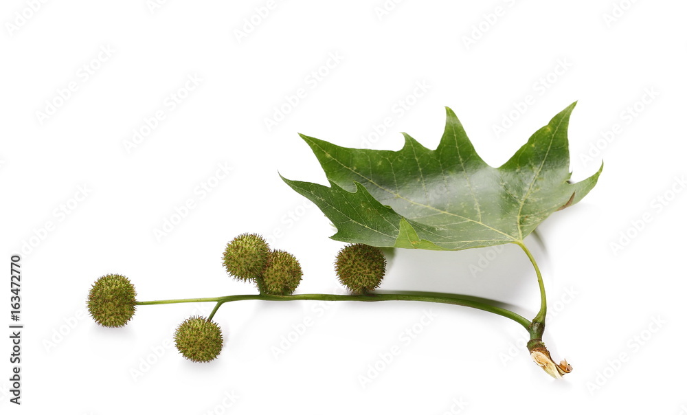 Plane tree, sycamore leaves and flowers isolated on white Plane tree, sycamore leaves and flowers isolated on white
