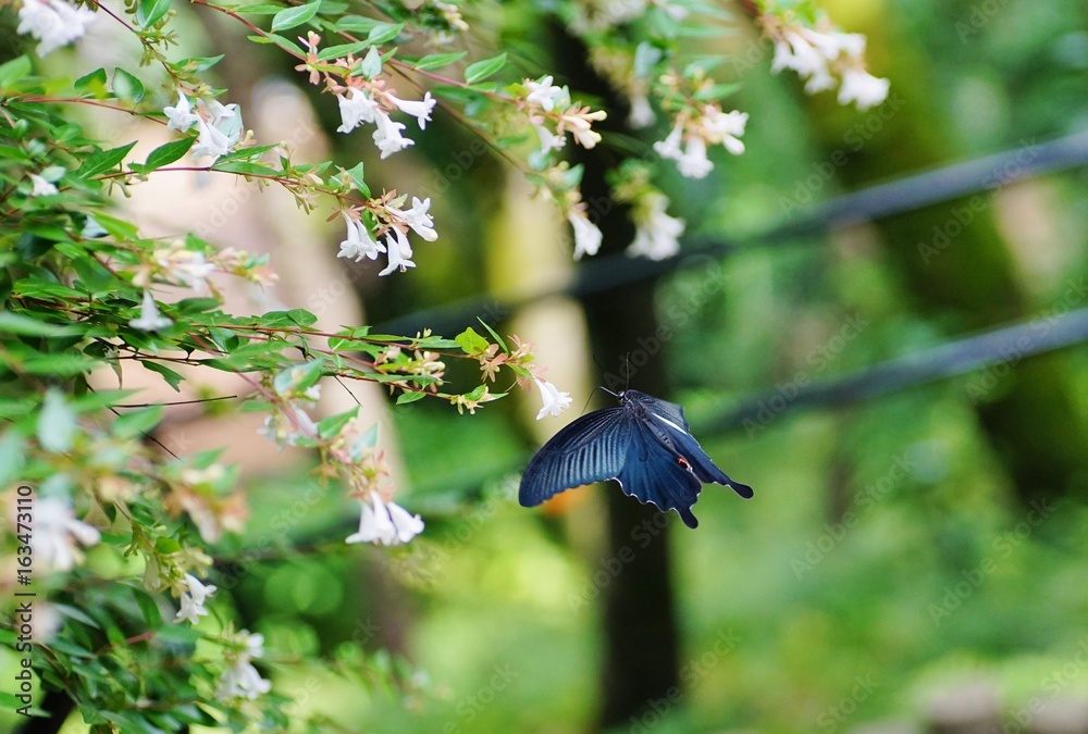 Fototapeta premium Black Ageha