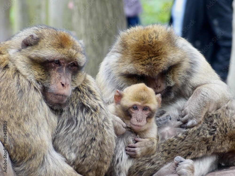 makak familie fressen schlafen existieren affe makak familie fressen schlafen existieren affe