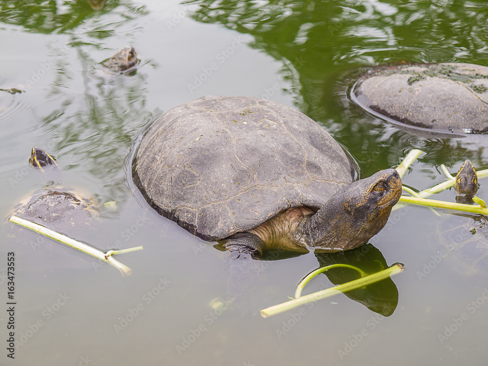 Fototapeta premium Turtle in the pool in thailand.