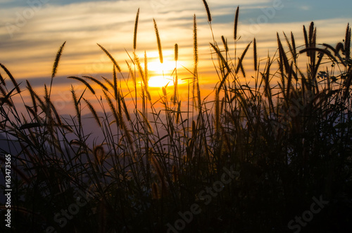 silhouette of grass in morning time