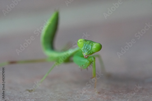 Closeup macro of green grasshopper looking into the camera isolated over gray blurred background