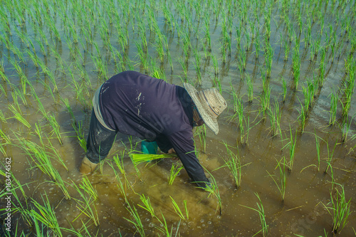 Thai farmer start plantings rice rice in water paddle. Asian female farmer planting rice in field. Thai farmer planting on the paddy rice farmland.