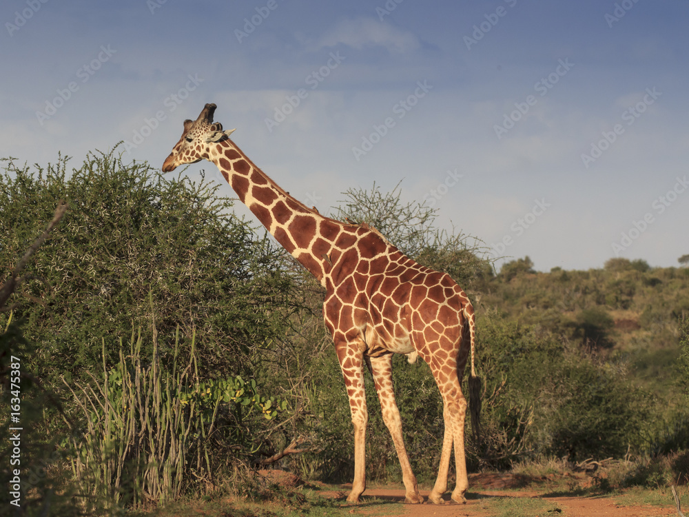 Fototapeta premium Giraffe