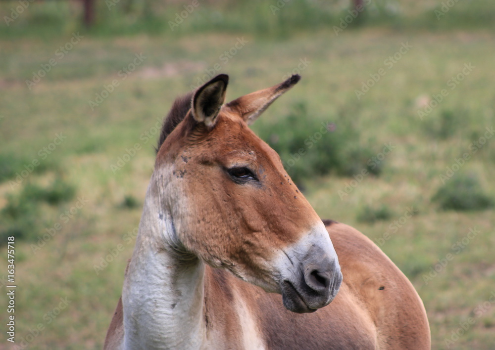 Kulan , also known as the Transcaspian wild ass. Wild life animal. Equus hemionus kulan.
