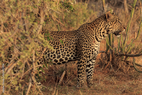 Leopard. Wild male Leopard in East Africa