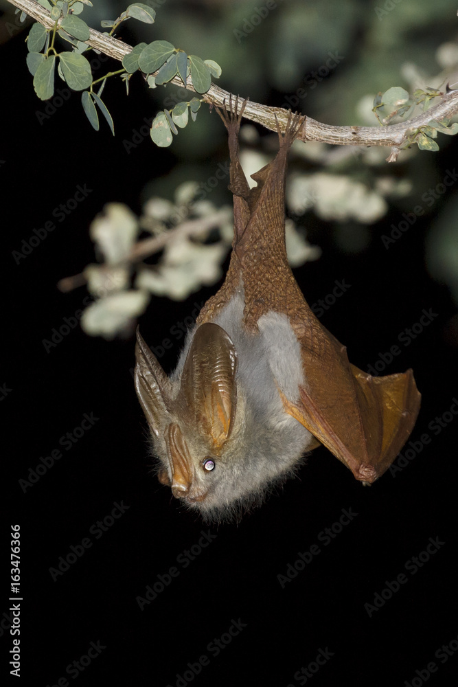 Obraz premium Leaf-nosed Bat