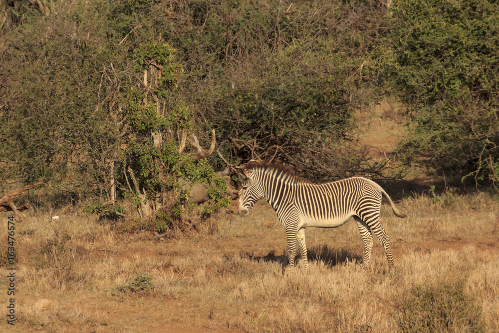 Obraz premium Grevy's Zebra