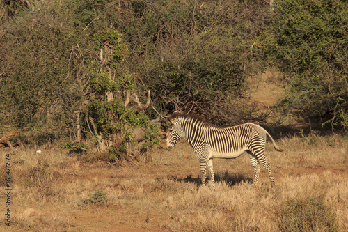 Grevy s Zebra