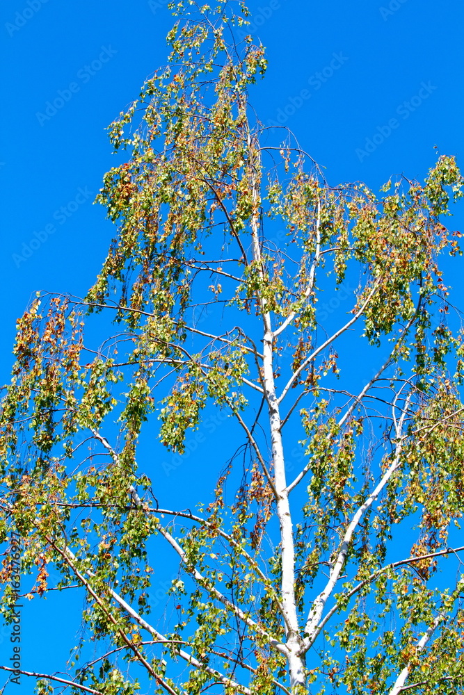 Fototapeta premium ARBRE DANS CAMPAGNE