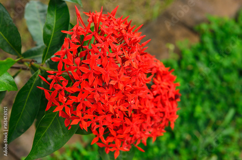 red Ixora flower