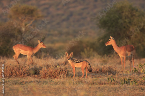 Blackbacked Jackal. Impala in background. 