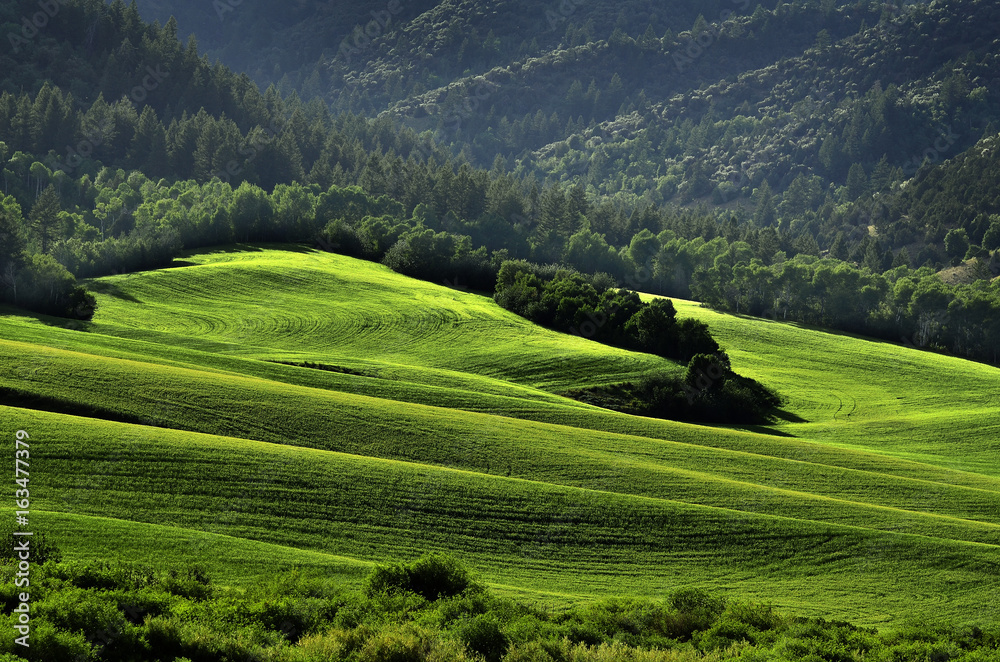 Obraz premium Rolling Hills and Forest