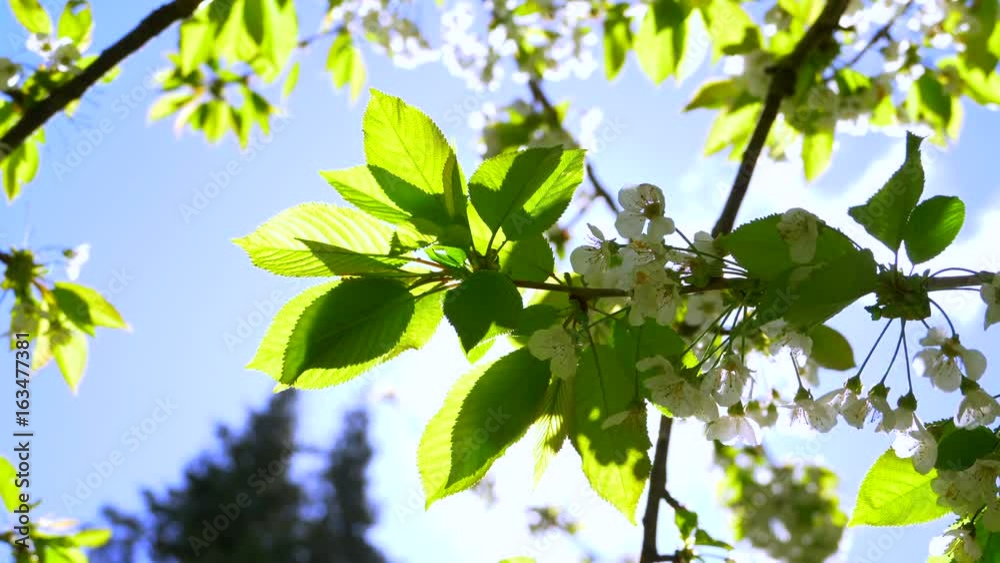 4K Cherry Blossoms and Sunlight Lens Flare Close Up Slow Motion Dolly Move 4K Cherry Blossoms and Sunlight Lens Flare Close Up Slow Motion Dolly Move