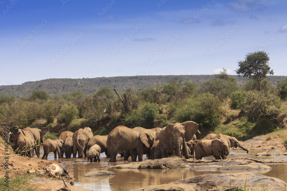 Fototapeta premium African Elephants