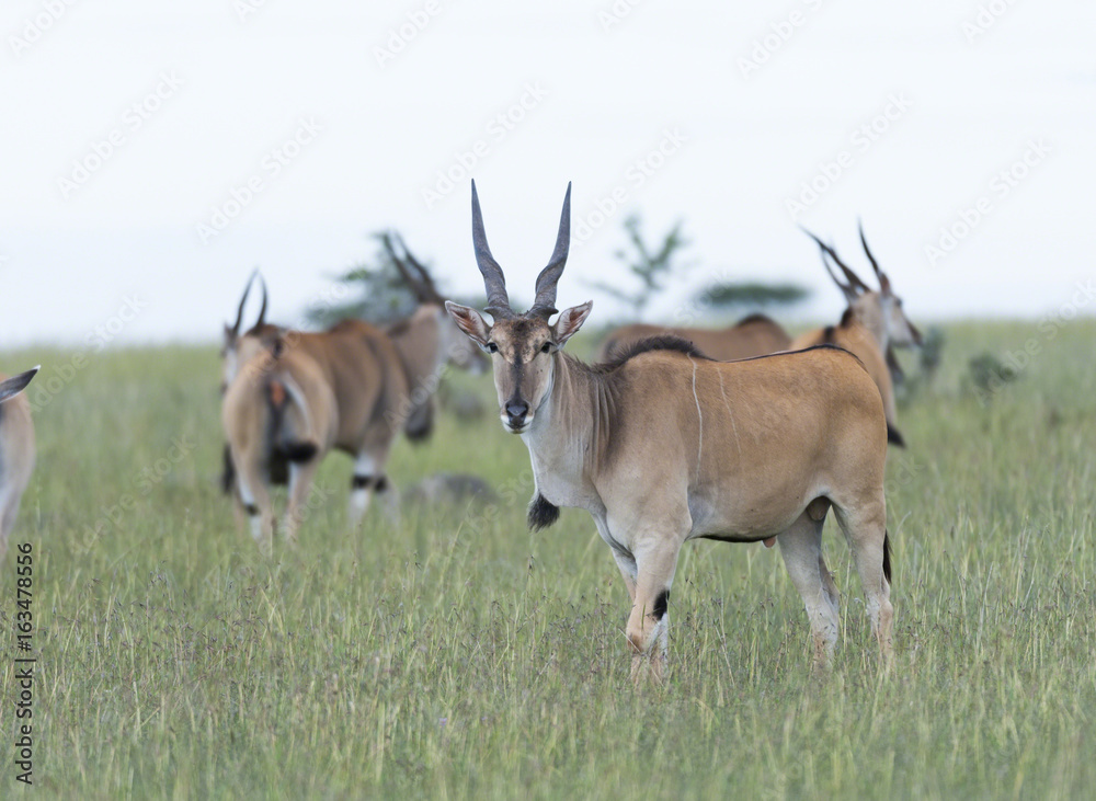 Common Eland, (Taurotragus oryx), looking stright on, with other Eland in background. Masai Mara, Kenya, Africa Common Eland, (Taurotragus oryx), looking stright on, with other Eland in background. Masai Mara, Kenya, Africa
