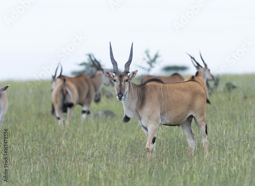Common Eland, (Taurotragus oryx), looking stright on, with other Eland in background. Masai Mara, Kenya, Africa © Marion Smith (Byers)