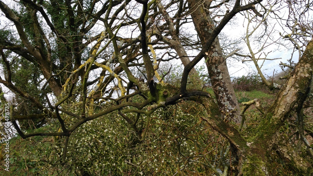 Arachnéen Arachnéen