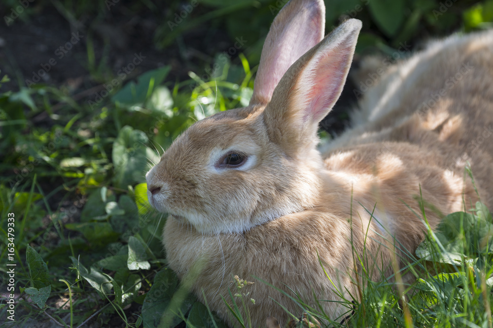 Fototapeta premium a cute rabbit resting in the garden