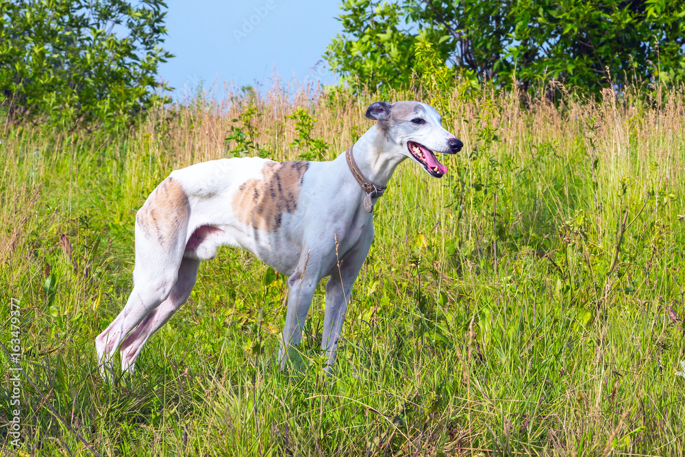 English greyhound standing in the grass on a green meadow English greyhound standing in the grass on a green meadow