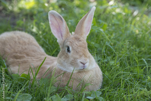 a cute rabbit resting in the garden