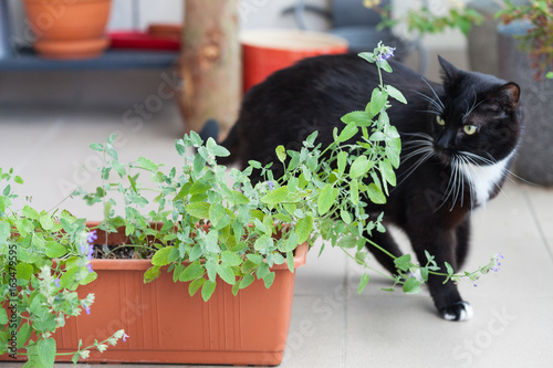 Tableau sur toile Close up of catnip, green herb growing in a container and black cat walking arou