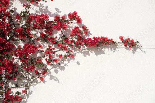 Red flowers against wall
