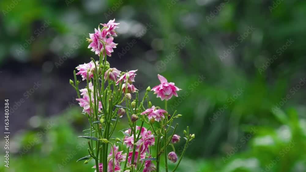Pink decorative aquilegia flowers Pink decorative aquilegia flowers