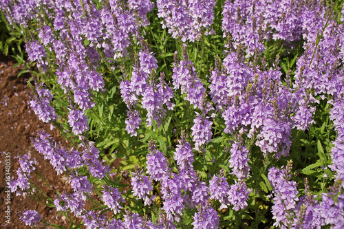 Veronica teucrium flowers