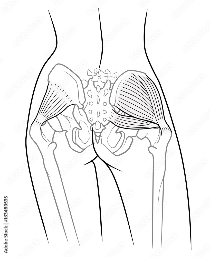 The internal structure of the pelvic girdle female skeleton and gluteus  minimus muscle, gluteus medius muscle and piriformis, rear view. On a white  background Stock Illustration