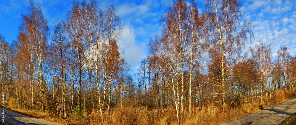 Panoramic view of birch grove at autumn