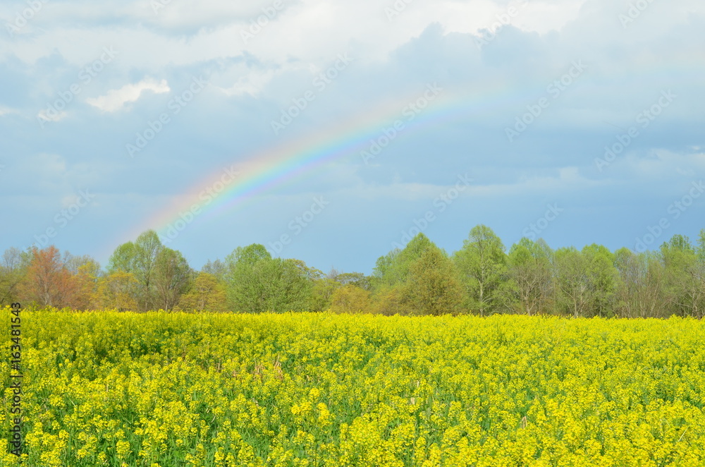 Colorful rainbow over yellow canola field in Spring Colorful rainbow over yellow canola field in Spring