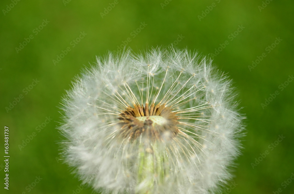 Dandelion seed head with green grass background Dandelion seed head with green grass background