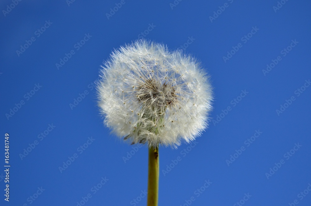 Dandelion seed head with blue sky background