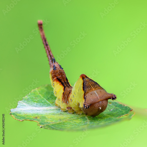 Caterpillar of cerura erminea with a long tail sitting on sheet in a bent state photo