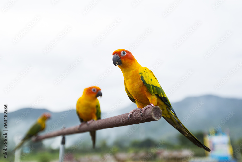 Colorful yellow parrot, Sun Conure (Aratinga solstitialis), standing on the branch