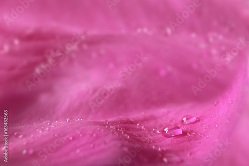 Water drops on a rose petal. Macro. Pattern, Wallpapers design