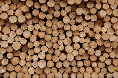 Round wood logs close-up texture background with different pine trees size diameters stored in large pile.