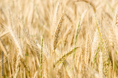 Canvas-taulu Weizen Kornfeld Cornfield Wheat