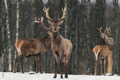 Red Deer Stag In Winter.Winter Wildlife Landscape With Three Noble Deer (Cervus Elaphus).Deer With Large Branched Horns On The Background Of Winter Forest.Stag Close-Up,Artistic View.Three Trophy Deer